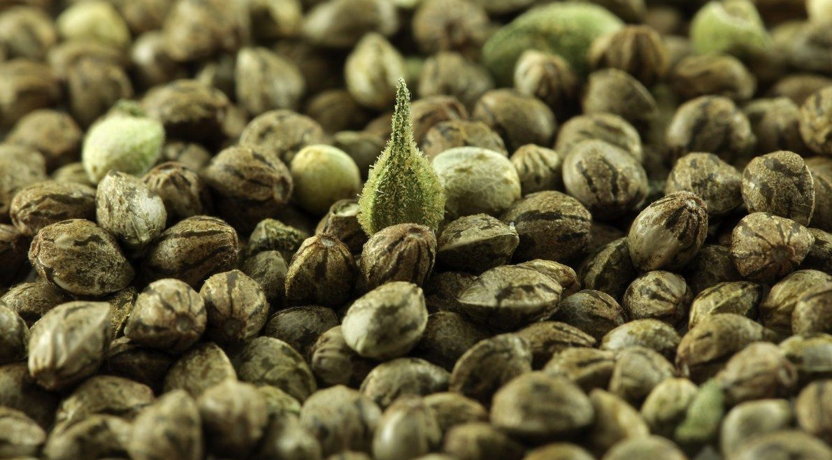 cannabis seeds